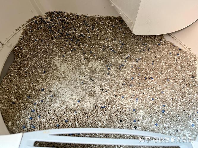 家庭养猫猫砂盆缝隙藏污实拍