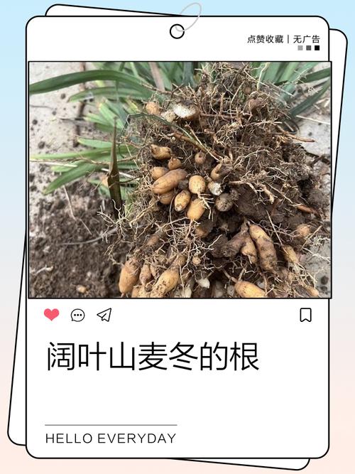 冬天的根茎,藏着太阳的能量