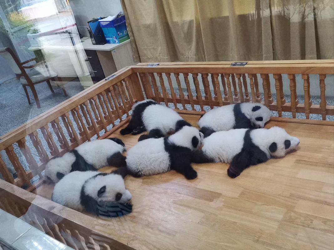 大熊猫基地幼年熊猫