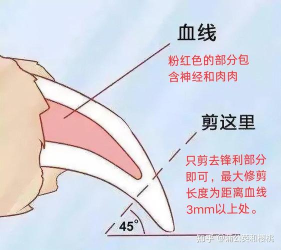 猫咪指甲横截面血线结构图