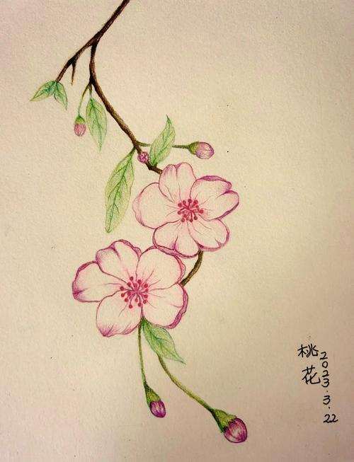 小学生手绘桃花雌蕊作业实拍