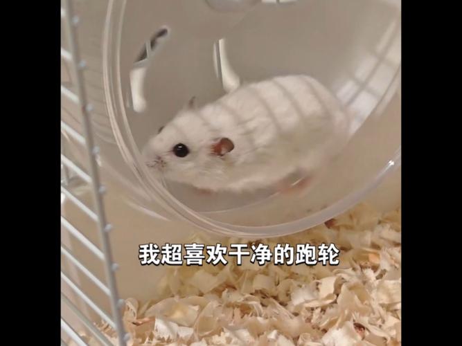 仓鼠在跑轮里撒食物 萌宠日常搞笑