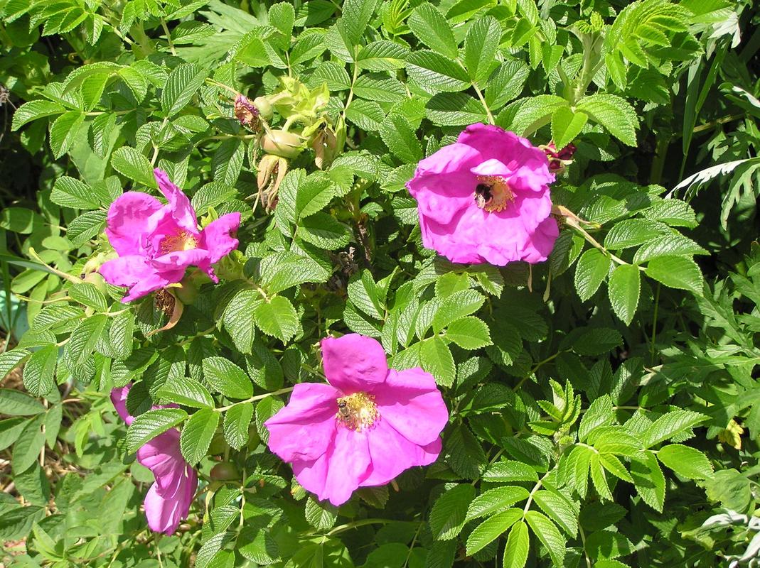 真正植物学玫瑰Rosa rugosa 路边野生单瓣红花