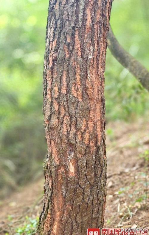 城市公园树干上被松开的塑料扎带痕迹
