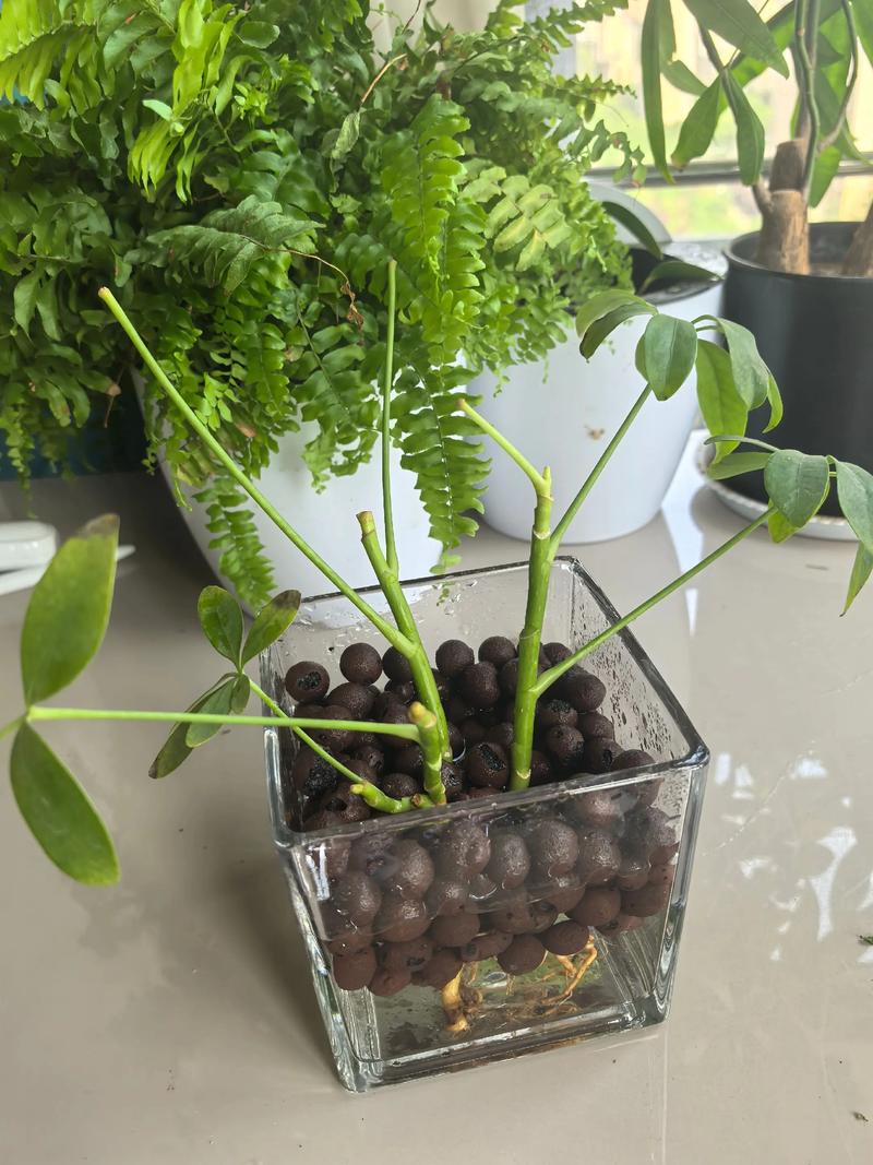 水培转土培植物过渡期 缓苗 生根