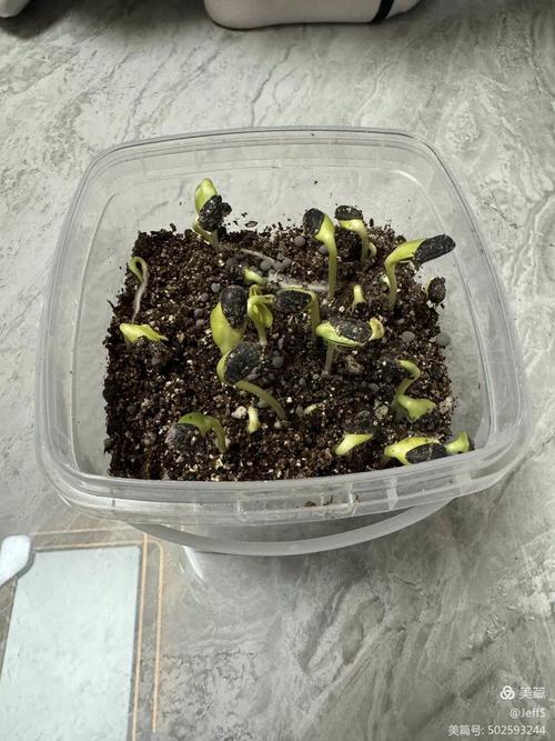 阳台花盆里刚冒白根的向日葵种子实拍