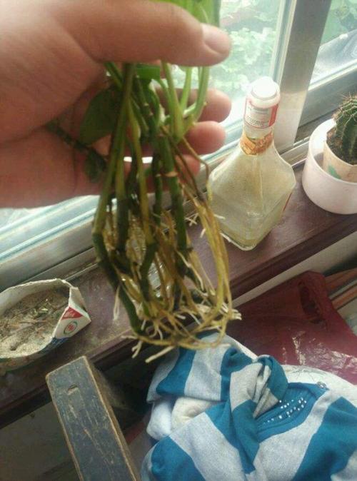 水培绿萝根系发黄腐烂实拍图