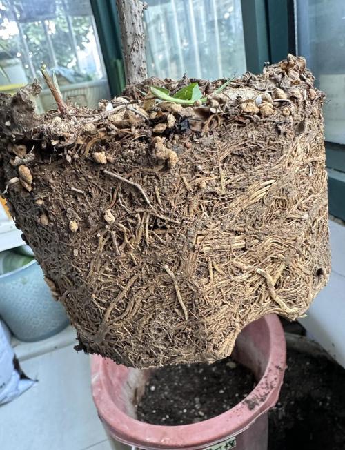 种花换盆倒出的结块旧花土