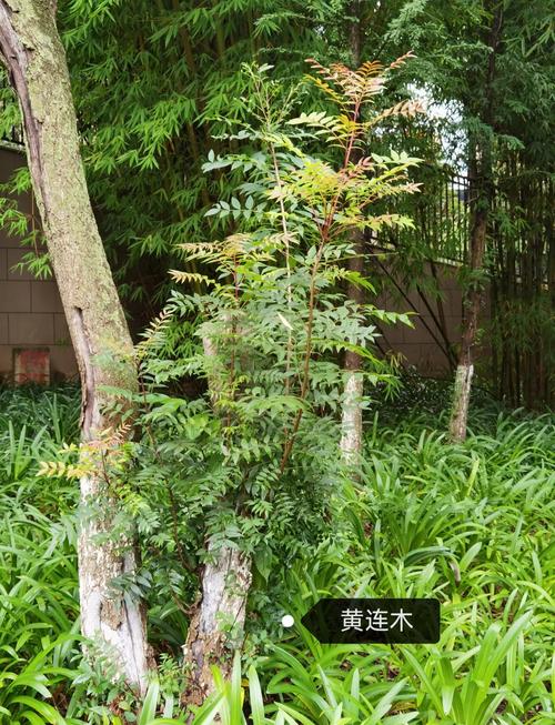 南漳黄莲树咀水库山咀位置古黄连树树阴