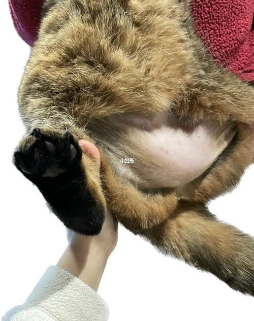 猫咪噪音恐惧焦虑舔秃肚皮局部图