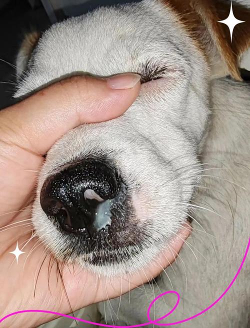 犬瘟热中期狗狗胸腔咳嗽动作实拍