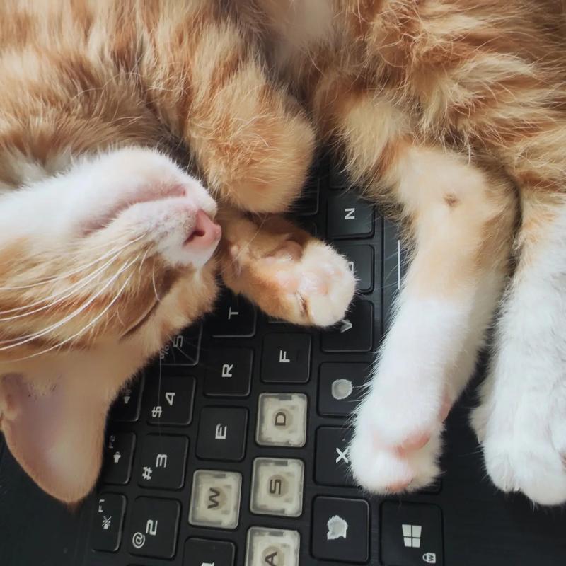 胖橘猫蹲在笔记本电脑键盘上睡觉