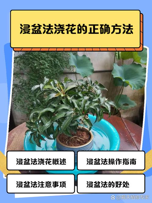 浸盆法给绿植浇水的步骤示意图