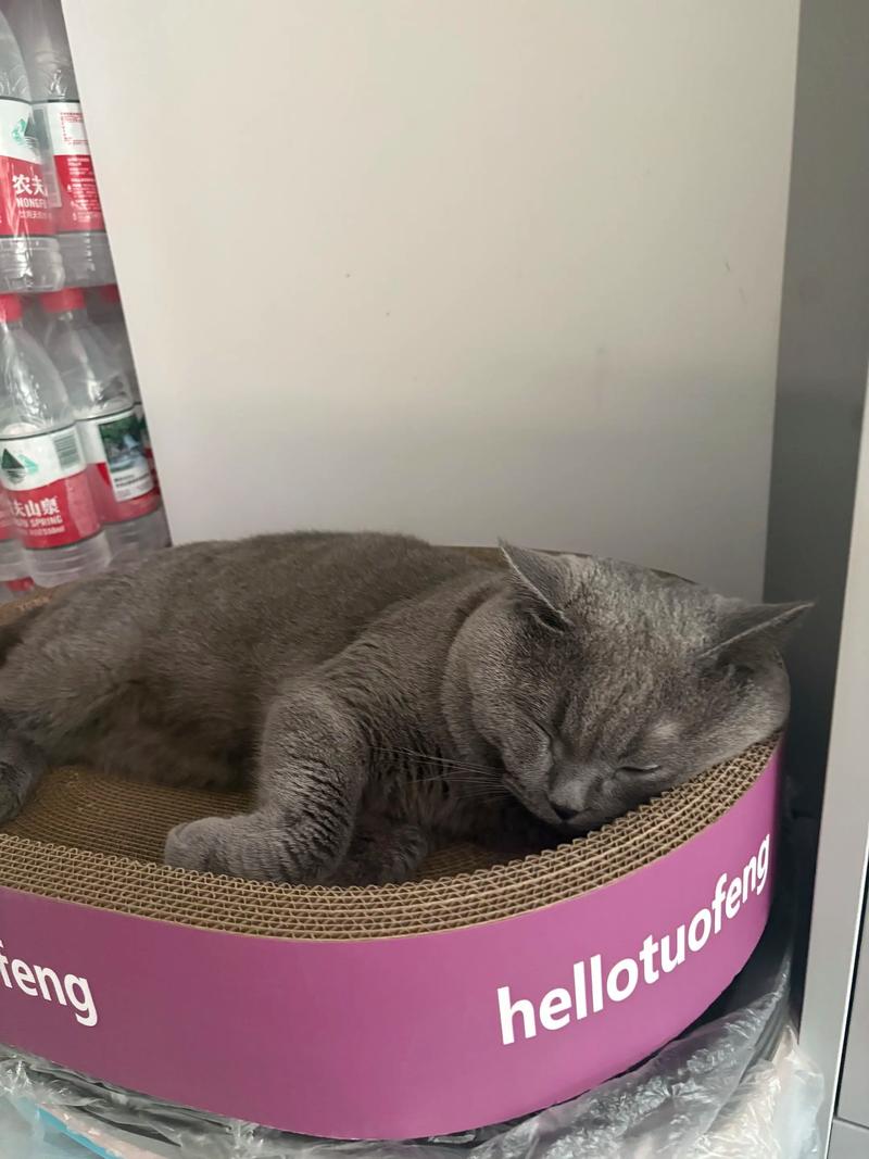 蓝猫趴在瓦楞纸猫抓板上玩耍实拍