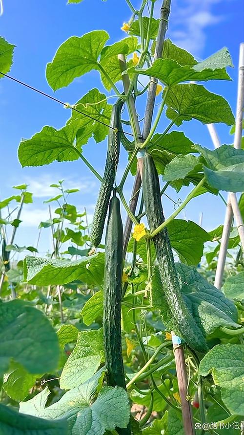 菜园藤架上带刺的新鲜青黄瓜实拍