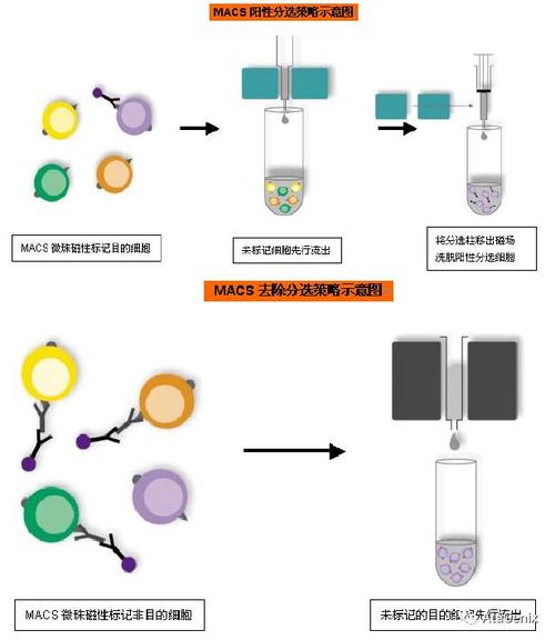 生物实验室磁力架分离磁珠示意图