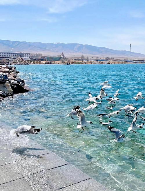 中国青海省青海湖夏季沿岸油菜花蓝湖风光