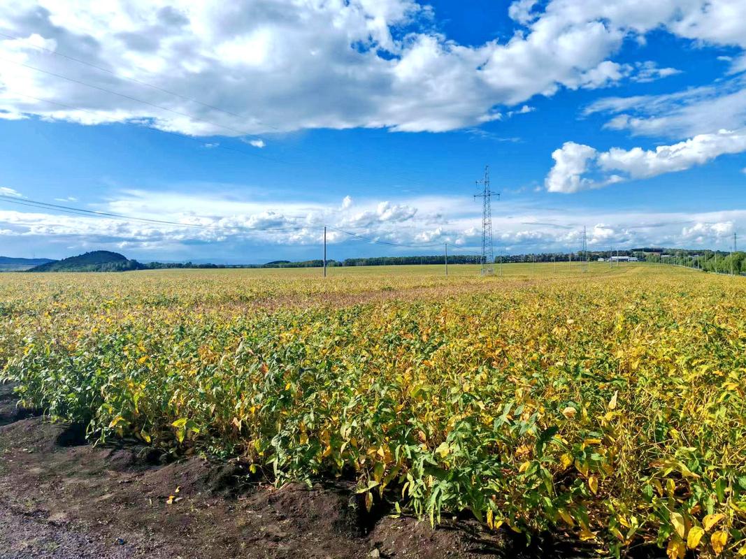 基因编辑高油酸大豆露天种植田实拍