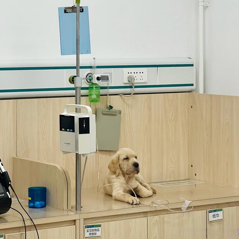 宠物医院接种台摆放的猫犬疫苗小瓶实景图