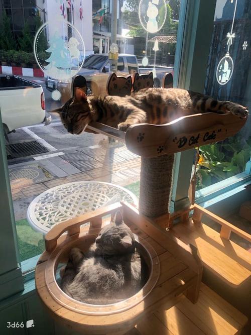 刚打完疫苗的幼猫趴在猫爬架休息