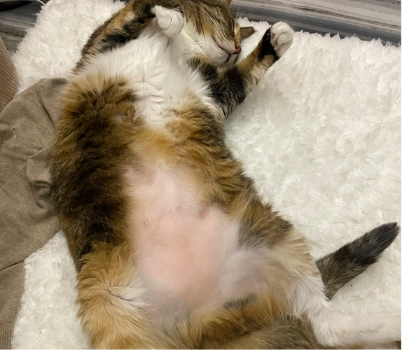 猫咪过度舔毛导致肚皮秃块实拍