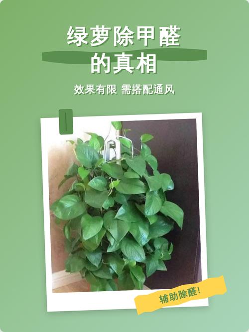 问：油漆要选进口吗？除甲醛到底是通风还是靠绿萝？