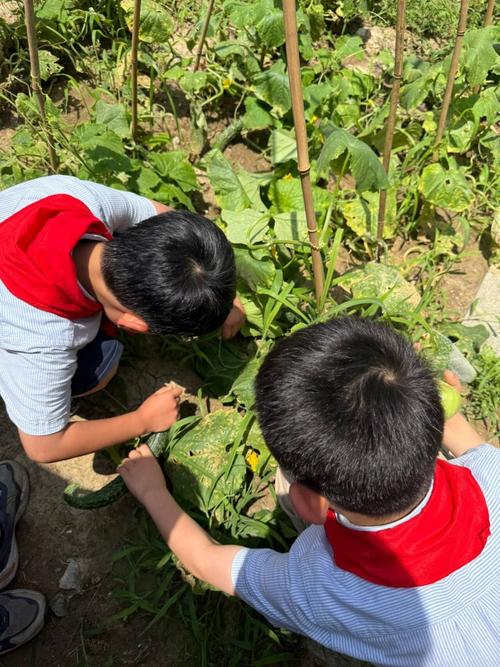 中小学生校园菜园观察虫害跨学科实践活动实拍