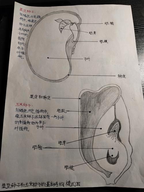 菜豆种子和玉米种子结构对比图(标出胚和营养储存)