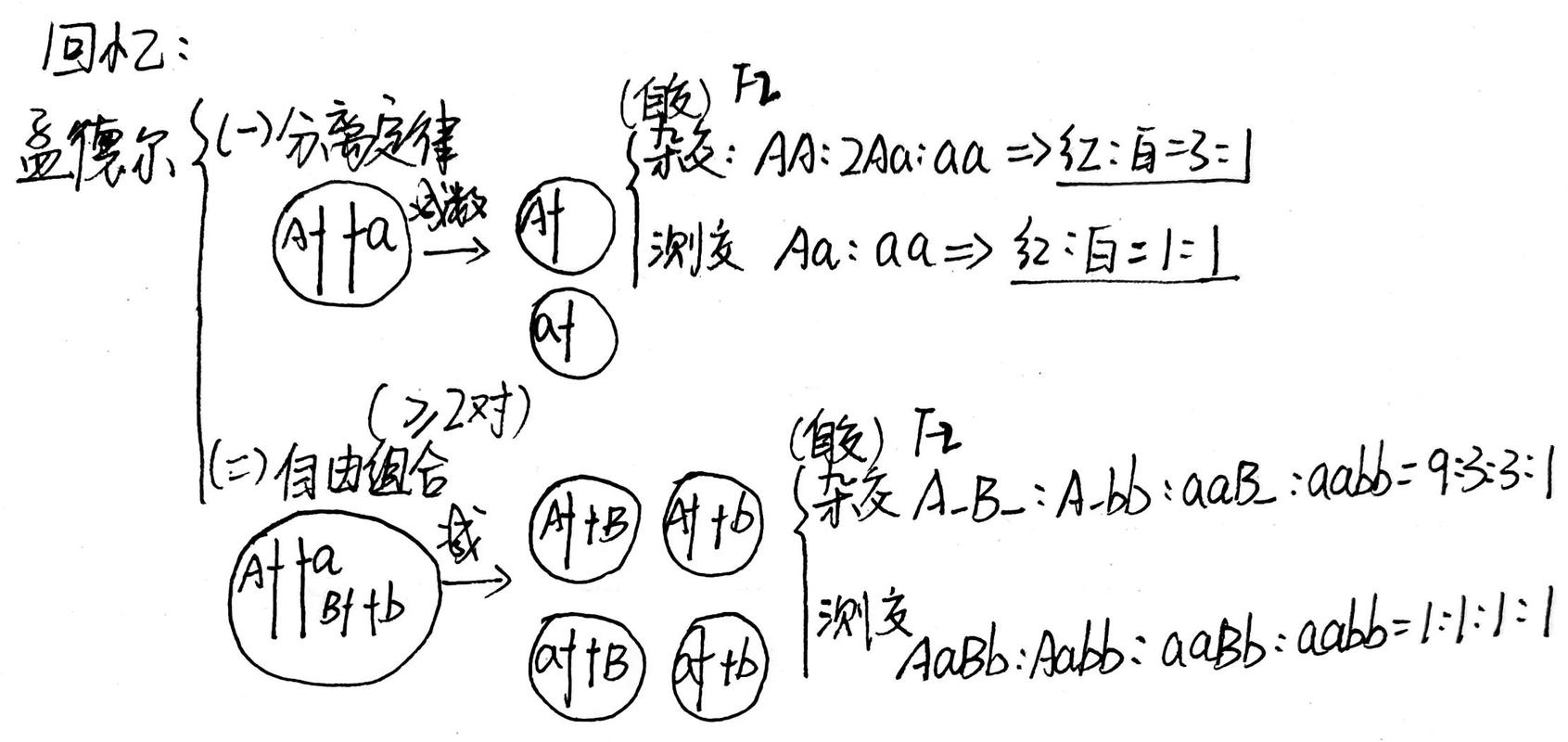 遗传规律特殊分离比基因互作图解