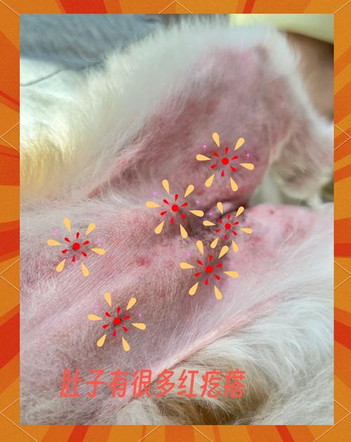 金毛腹部宠物过敏红疹实拍图