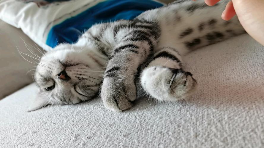 猫抓板磨爪动作连拍