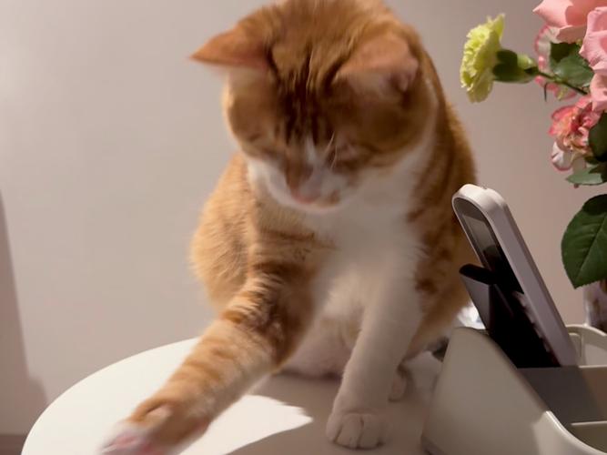 一只橘猫把杯子推向桌边 抓拍瞬间