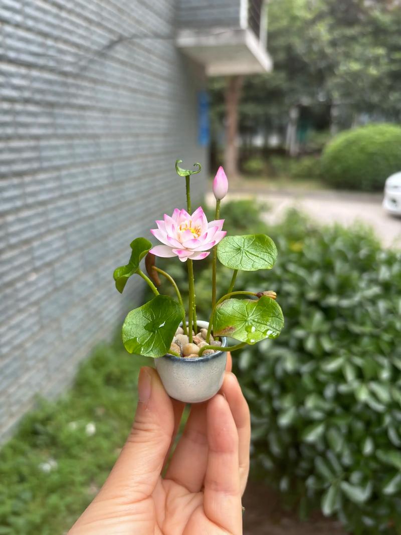 微型碗莲盛开在小陶碗中