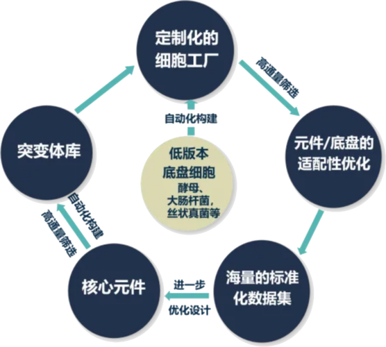 合成生物学底盘细胞自动化DBTL生物铸造厂实验平台
