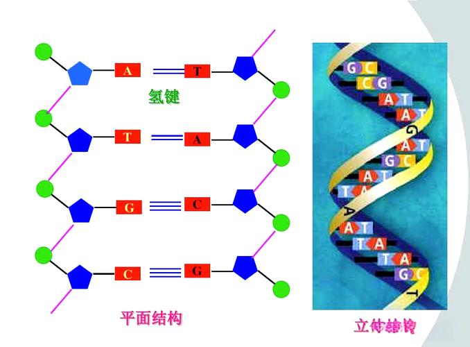 CRISPR基因编辑DNA双螺旋示意图