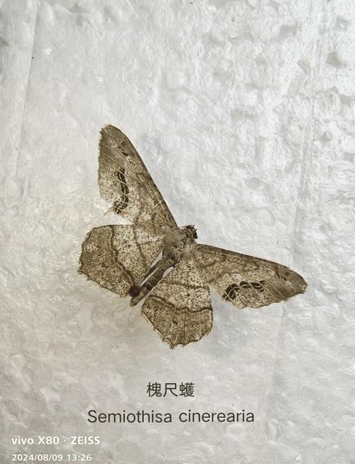 旧土到底有什么妖蛾子？