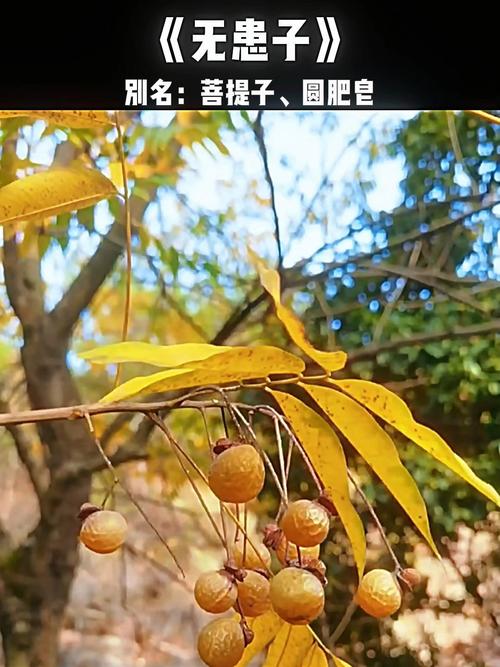 无患子果皮揉搓出泡沫