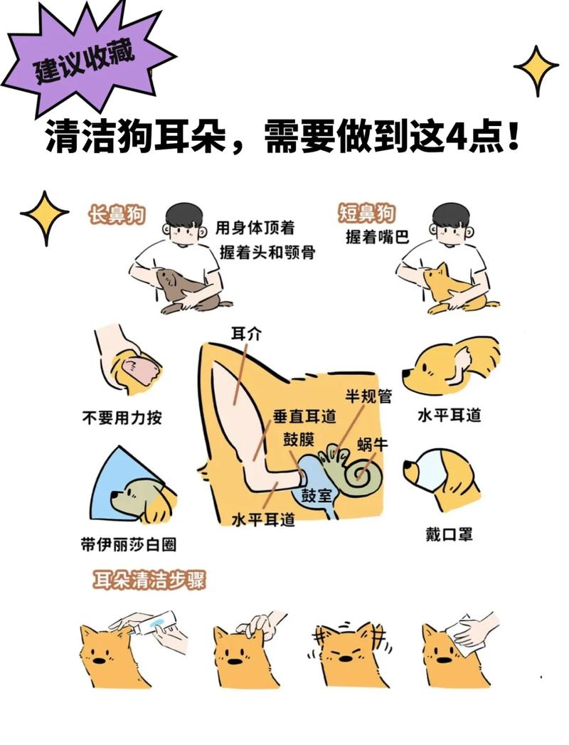 宠物洗耳液挤入狗狗耳道实操示意图