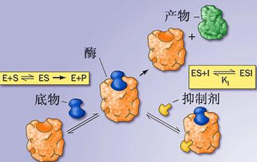 酶催化反应全程不参与底物消耗的作用过程示意图