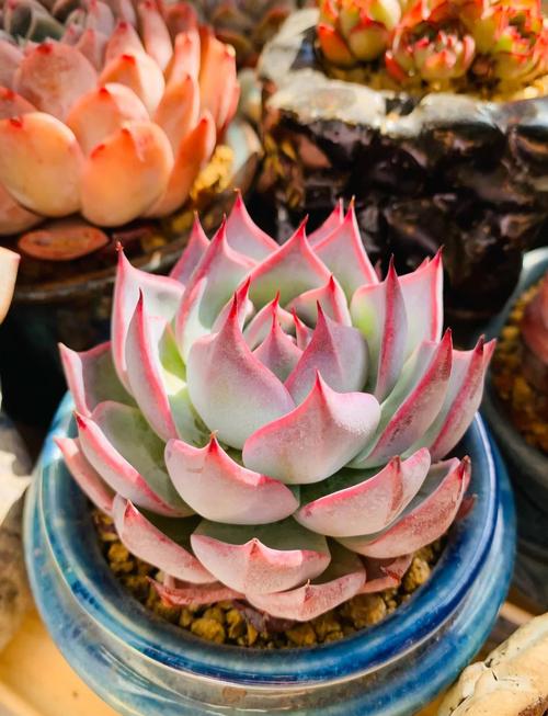 南方梅雨季节盆栽盆土表面发霉枯叶
