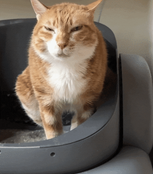猫咪蹲猫砂盆费力表情特写