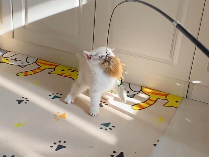 主人用逗猫棒陪猫玩耍的场景