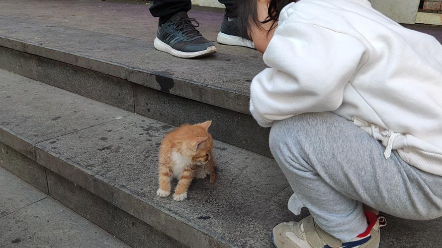 橘猫蹲在小区儿童滑梯边等小朋友的实景