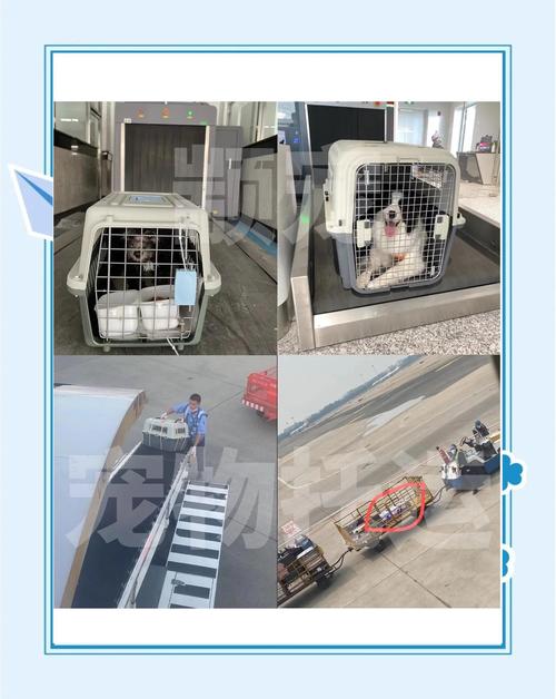 飞机货运有氧舱宠物托运位置示意图
