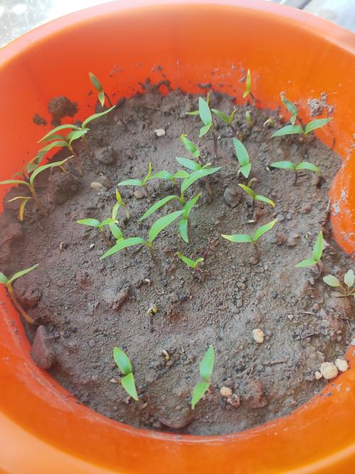 花盆里刚种下的种子等待发芽的写实摄影