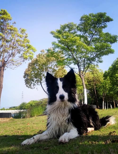 边牧趴在小区草坪上嗅闻草叶的自然抓拍