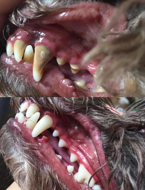 犬猫牙结石早期牙龈对比图