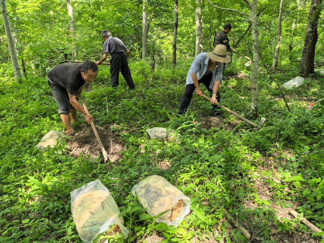 南方山区人工商品林种植场景