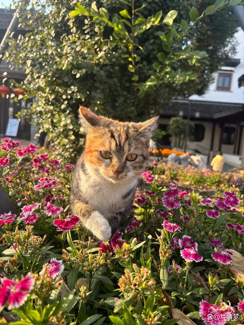 南浔古镇的猫咪和茉莉花