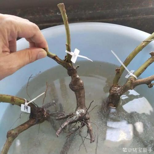 换完羊角这步不做,等于白花钱还伤胎